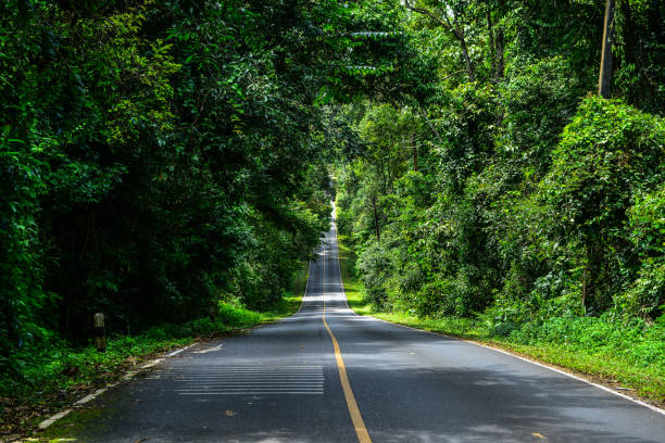 fondo carretera en monte hermoso - thailand forest outdoors winding road fotografías e imágenes de stock