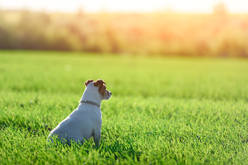 Jack russel terrier on green field. Happy Dog with serious gaze