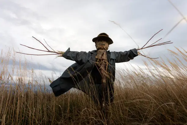 Scary scarecrow in a hat on a cornfield in cloudy sky background. Halloween holiday concept