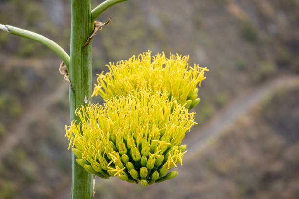 blossoming Agave Century Flowers