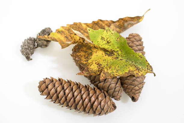 istock Autumn composition, pine cones and dried leaves isolated in a white background composition 1042376826