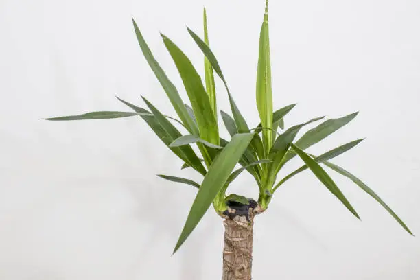Evergreen plant detailed yucca plant with green leavesin a white background composition