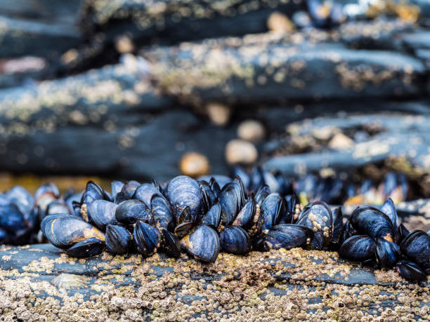 istock Collection of shell fish mussels on rocks 1042377026