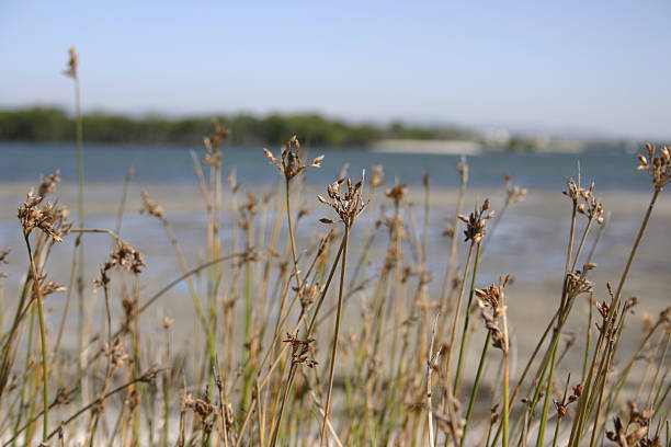 istock Grasses on Beach Gold Coast Australia 104237934