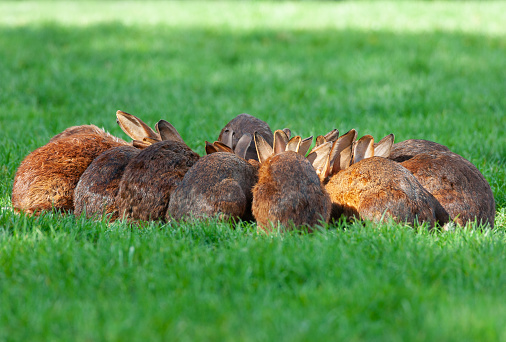 Rabbit meeting on a meadow.