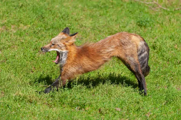 Stretching and yawning red fox (Vulpes vulpes) on a meadow.