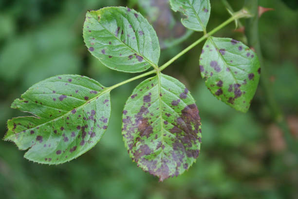 istock Rose bush with disease. Brown spot on leaves 1042379946