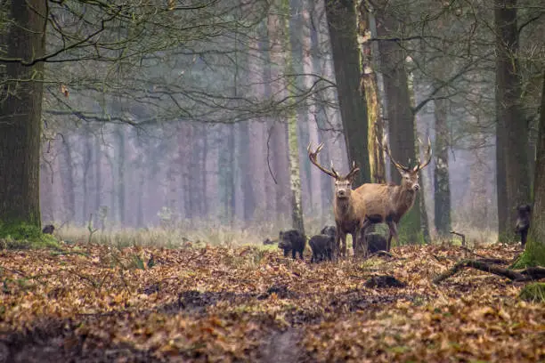 Red deer and wild boar standing in a forest together during autumn