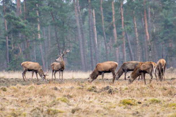 istock A herd of red deer grazing in a meadow 1042385010