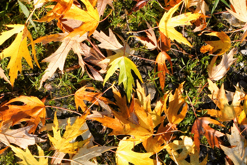 Trees in autumn