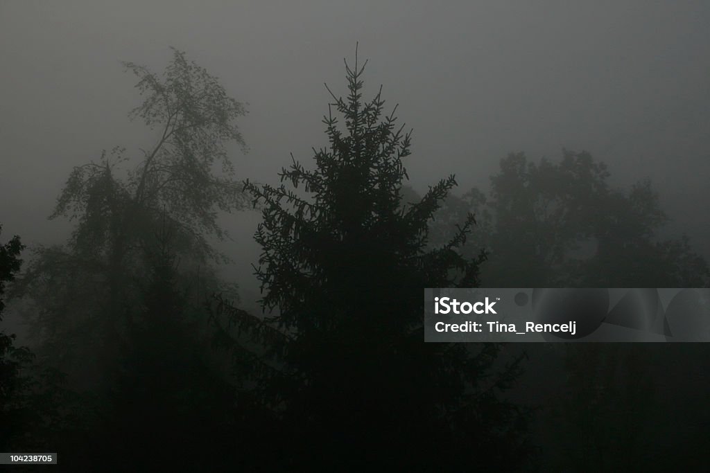 , Floresta escura com nevoeiroweather forecast - Royalty-free Ao Ar Livre Foto de stock