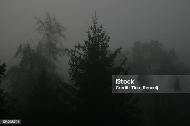 Floresta Escura Com Nevoeiroweather Forecast - Fotografias de stock e mais imagens de Ao Ar Livre - Ao Ar Livre, Assustador, Cena de tranquilidade