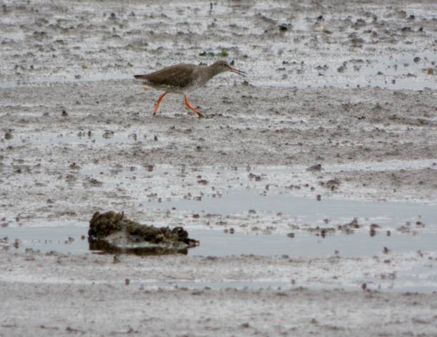 istock Common Redshank striding with open beak across a wet beach in Scotland 1042388564