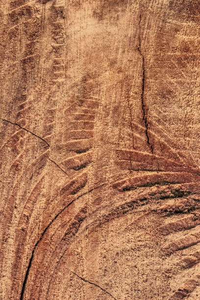 istock Poplar Tree Trunk Cross Section Detail 1042389272