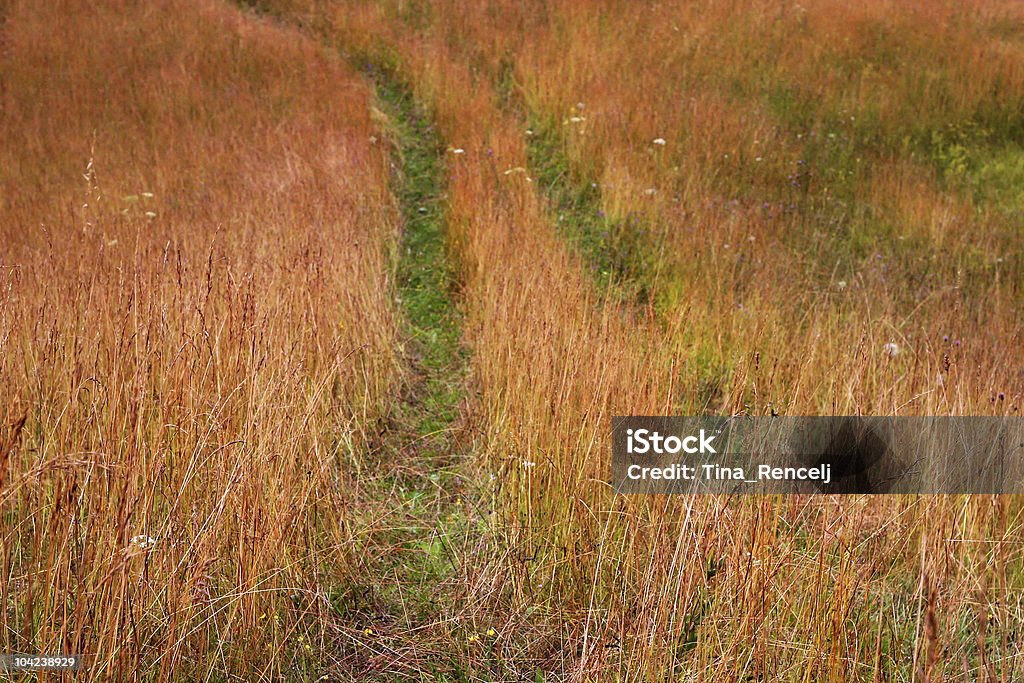 Camino en el césped - Foto de stock de Abstracto libre de derechos