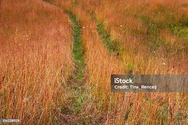 Percorso In Erba - Fotografie stock e altre immagini di Ambientazione tranquilla - Ambientazione tranquilla, Astratto, Autunno