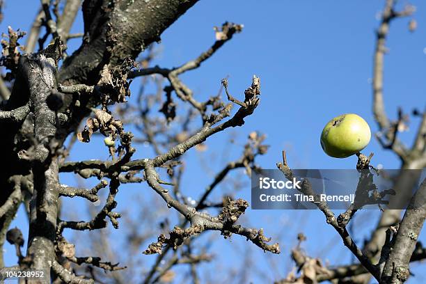 Blattlose Apfelbaum Stockfoto und mehr Bilder von Abstrakt - Abstrakt, Apfel, Ast - Pflanzenbestandteil