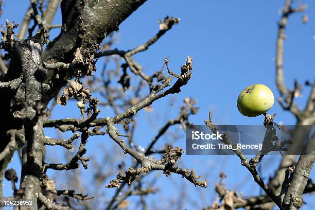 Leafless Árbol De Manzana Foto de stock y más banco de imágenes de Abstracto - Abstracto, Alimento, Amarillo - Color