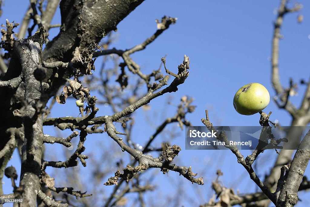 Leafless árvore de maçã - Foto de stock de Abstrato royalty-free