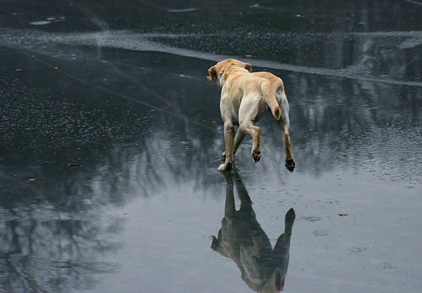 Cтоковое фото Собака работает на льду