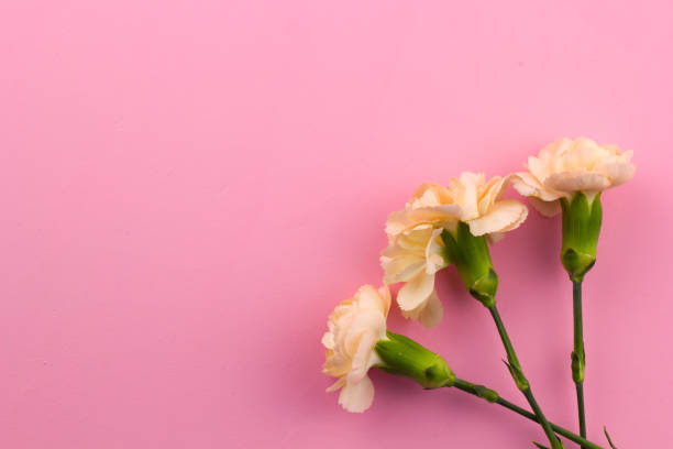 istock flowers on pink background 1042392254