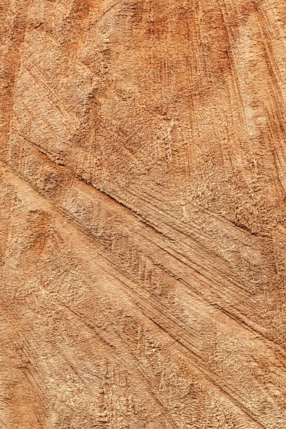 istock Poplar Tree Trunk Cross Section Detail 1042392288