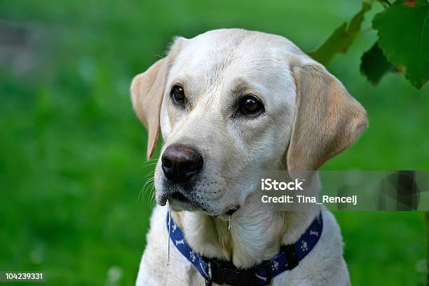 Cão Esfomeado - Fotografias de stock e mais imagens de Agilidade - Agilidade, Amarelo, Animais caçando