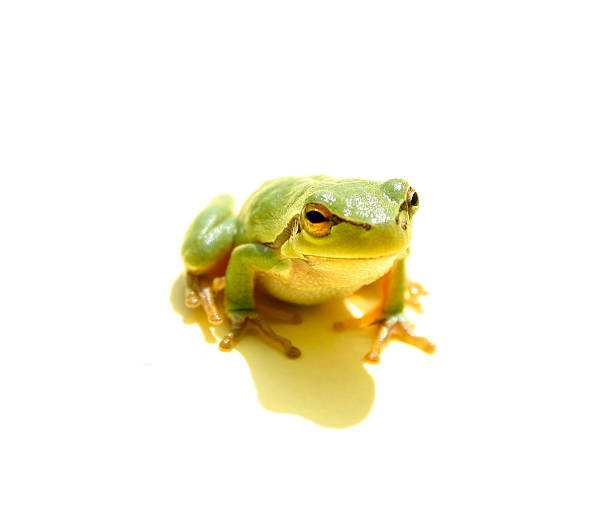녹색 개구리 - frogger 뉴스 사진 이미지
