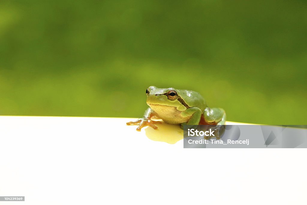 녹색 개구리 참고 - 로열티 프리 0명 스톡 사진