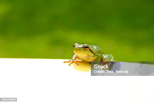 녹색 개구리 참고 0명에 대한 스톡 사진 및 기타 이미지 - 0명, 개구리, 공란