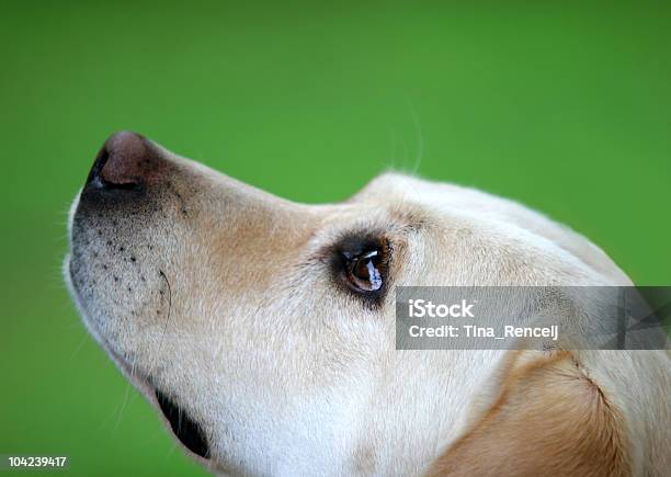 Uwielbiam - zdjęcia stockowe i więcej obrazów Pies - Pies, Odkrycie, Właściciel - Zatrudnienie