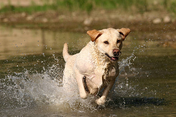 pur plaisir ii - dog human face retrieving labrador retriever photos et images de collection