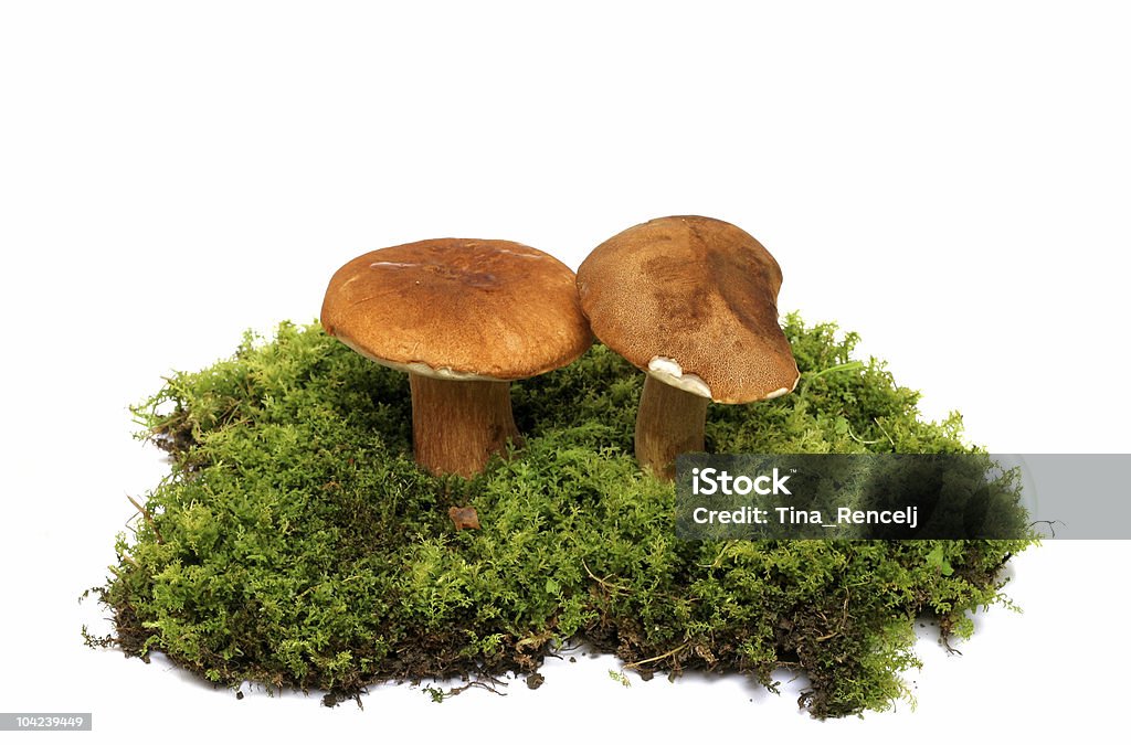 Waldpilzen - Lizenzfrei Boletus Sp Stock-Foto