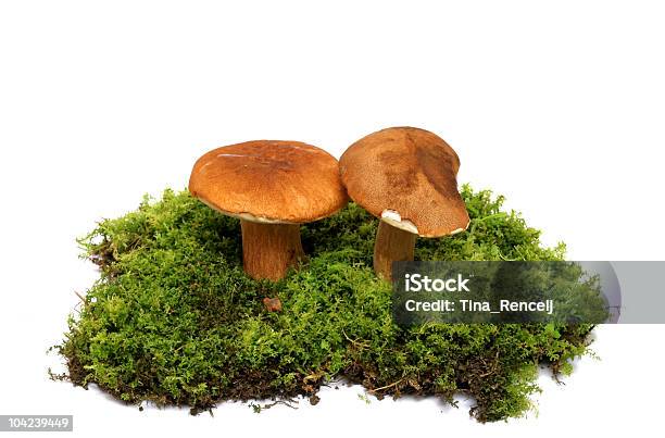 Waldpilzen Stockfoto und mehr Bilder von Boletus Sp - Boletus Sp, Bruder, Bucht