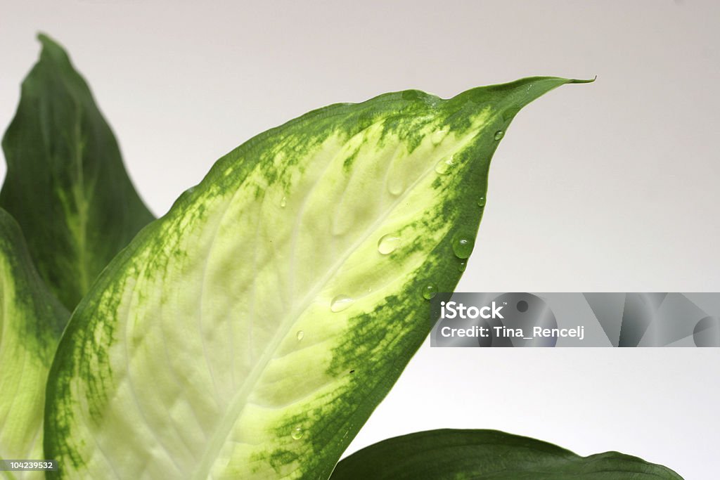 Dieffenbachia Pianta da interni dettaglio - Foto stock royalty-free di Acqua