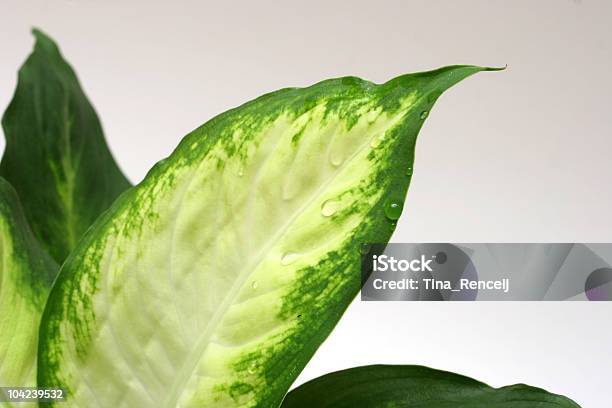 Dieffenbachia 観葉植物の - しずくのストックフォトや画像を多数ご用意 - しずく, アルムリリー, カットアウト