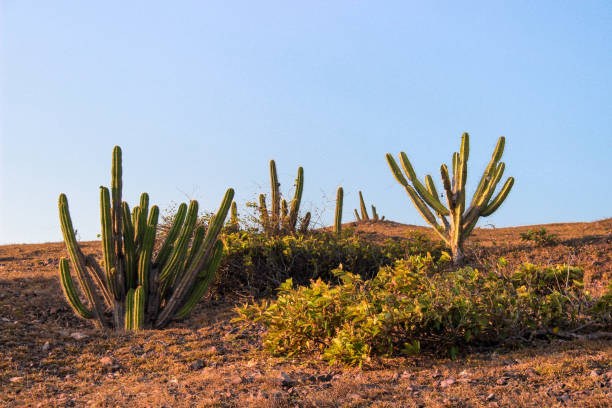 Caatinga vegetation Cacti and typical caatinga vegetation in Brazil. caatinga stock pictures, royalty-free photos & images