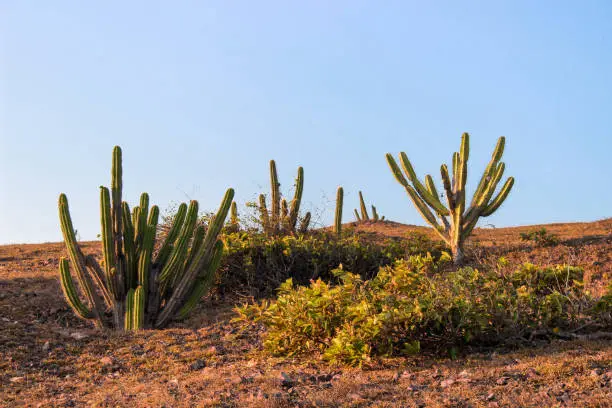 Cacti and typical caatinga vegetation in Brazil.