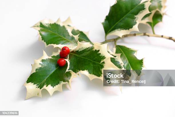 Holly - Fotografias de stock e mais imagens de Afiado - Afiado, Agulha - Parte de planta, Azevinho