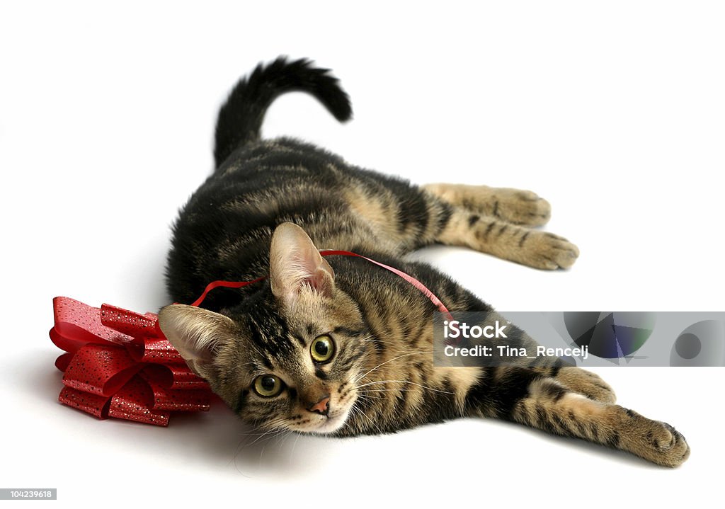 Katzenjunges mit Schleife - Lizenzfrei Hauskatze Stock-Foto