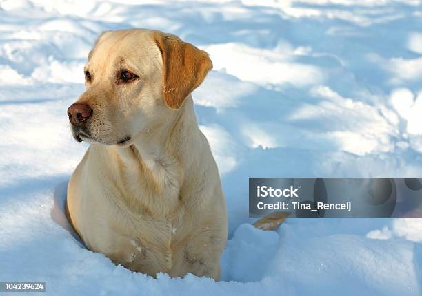 Labrador Y Nieve Foto de stock y más banco de imágenes de Labrador - Perro Cobrador - Labrador - Perro Cobrador, Nieve, Actividades recreativas