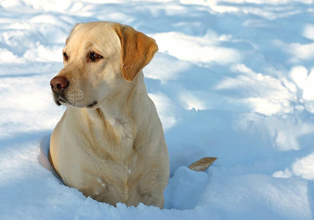 Labrador e neve - fotografia de stock