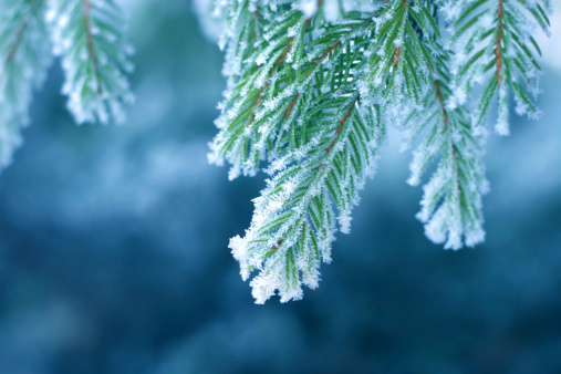 Pine tree covered with frost, blue toned