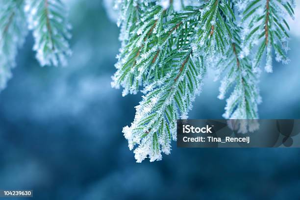 Мороз На Pine — стоковые фотографии и другие картинки Снег - Снег, Сосна, Иней - Замёрзшая вода