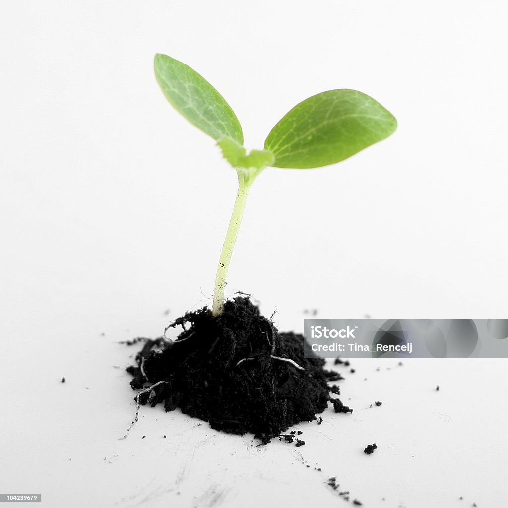 Vida nueva - Foto de stock de Agricultura libre de derechos