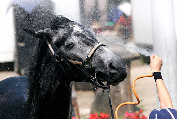 Cтоковое фото Лошадь Wash