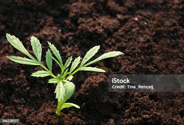 Foto de Pequenas Planta e mais fotos de stock de Agricultura - Agricultura, Botânica - Assunto, Canteiro de Flores