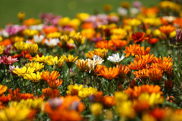 istock Colorful Flower Field 104239884
