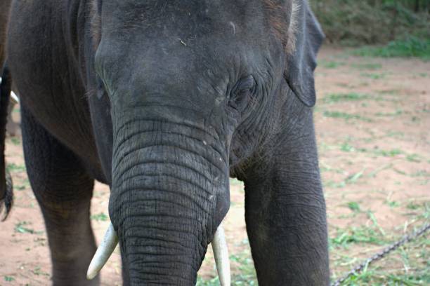 ELEPHANT ELEPHANT IN BANNERGHATTA NATIONAL PARK IN BANGALORE bannerghatta national park stock pictures, royalty-free photos & images