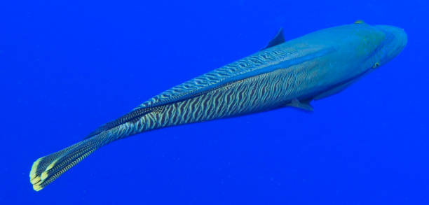 istock Egypt Rd sea Scuba diving 1042399060